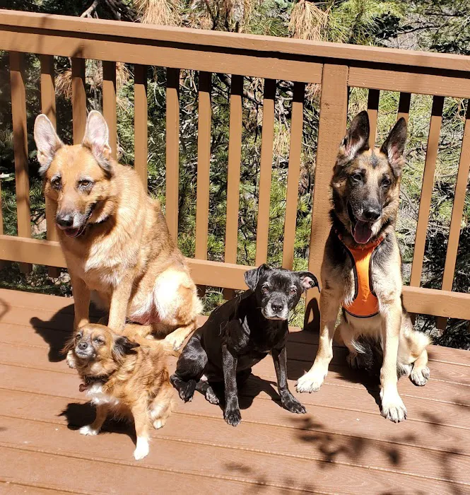 Huntington Pet Vet 12