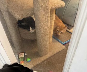 Pet Supplies Plus Portage