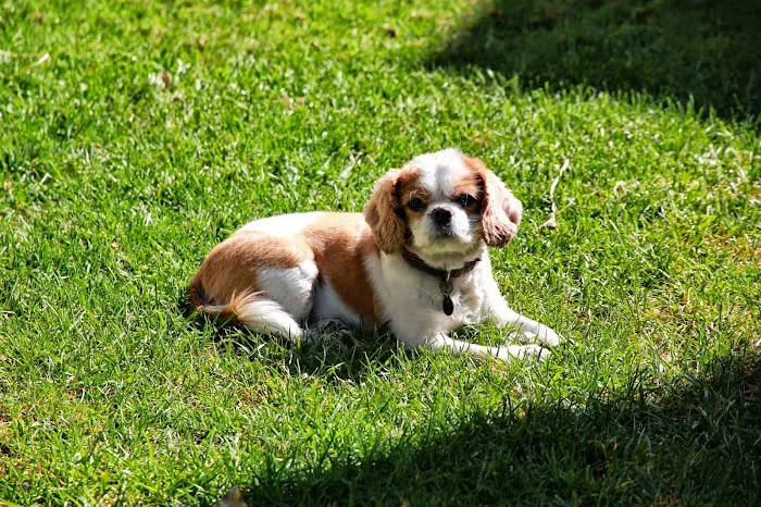 Huntington Beach Pet Hospital 12