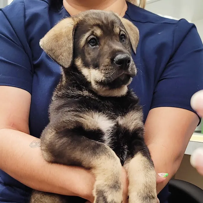 Huntington Beach Pet Hospital 12