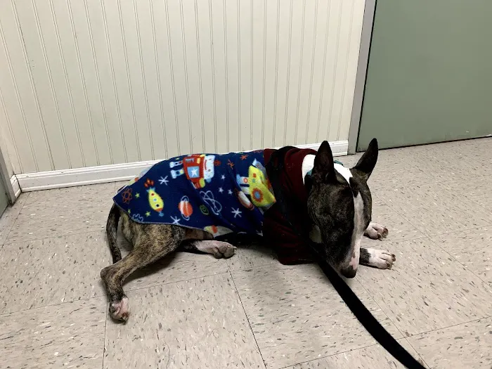 Huntington Beach Pet Hospital 12