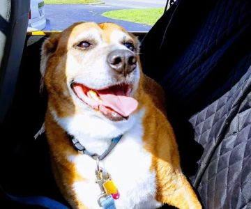 The Dog Dive, LLC