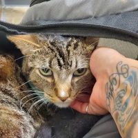 Vetco Total Care Animal Hospital ico