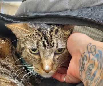 Vetco Total Care Animal Hospital