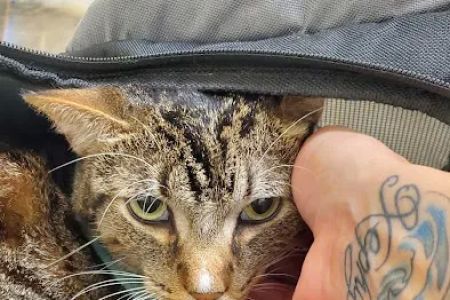 Vetco Total Care Animal Hospital