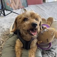 Surf City Pet Hospital ico