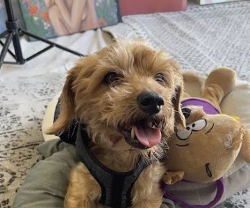 Surf City Pet Hospital
