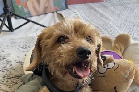 Surf City Pet Hospital