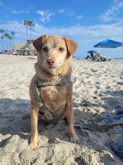 Beach Animal Urgent Care 1