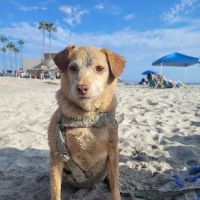 Beach Animal Urgent Care ico