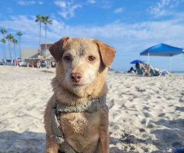 Beach Animal Urgent Care