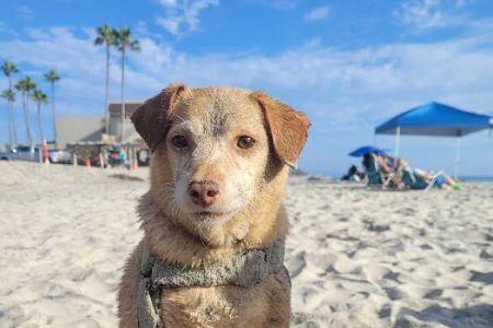 Beach Animal Urgent Care