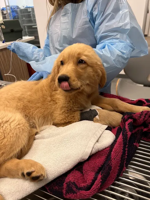 Beach Animal Urgent Care 2