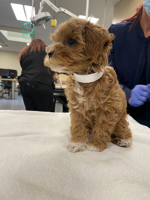 Beach Animal Urgent Care 5