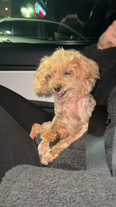 Beach Animal Urgent Care 9