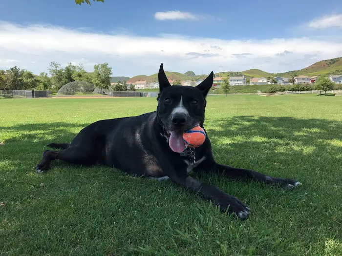 Beach Animal Urgent Care 7