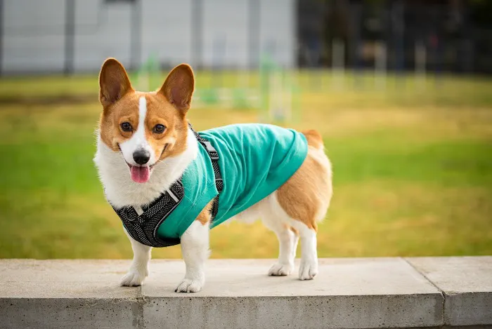 Beach Animal Urgent Care 6