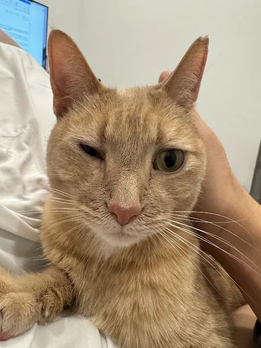 Beach Animal Urgent Care 8