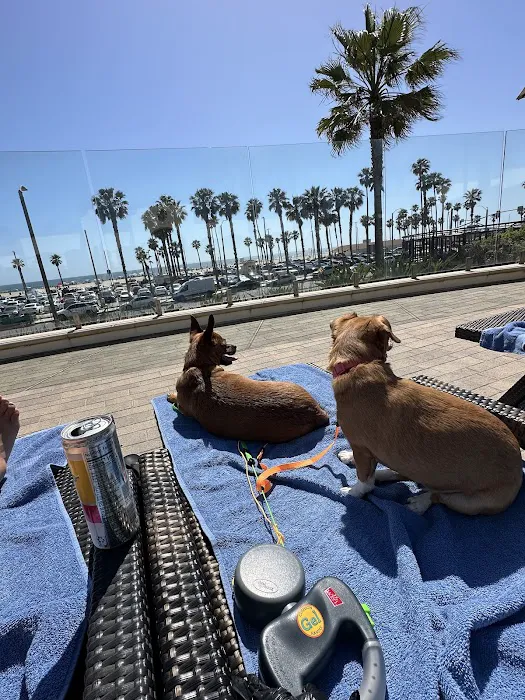 Beach Animal Urgent Care 10