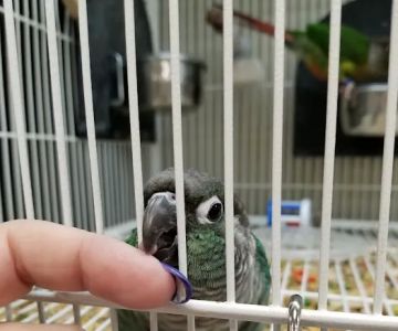 Pet Supplies Plus Battle Creek