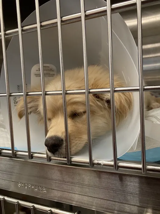 VCA West Coast Specialty and Emergency Animal Hospital 12