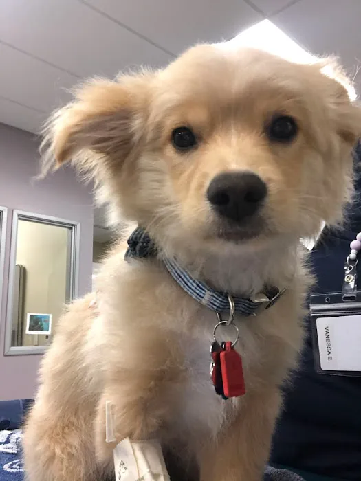 VCA West Coast Specialty and Emergency Animal Hospital 12