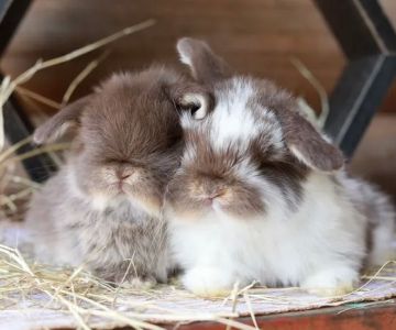 Maci's Bunny Boutique