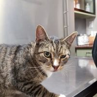 Grand Pet Care Center ico