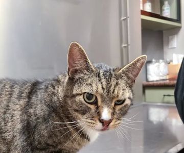 Grand Pet Care Center