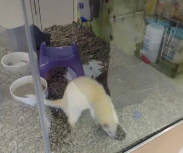 Petco