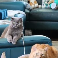 Metropolitan Veterinary Hospital ico