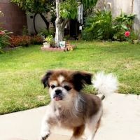 VCA Orange Animal Hospital ico
