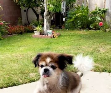 VCA Orange Animal Hospital