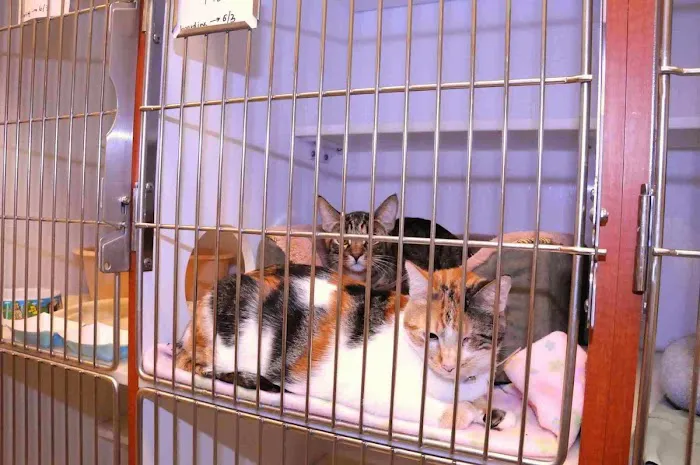 VCA Orange Animal Hospital 12