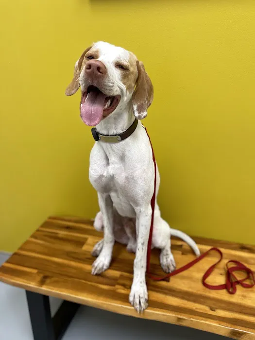 Healthier Pet Veterinary Care 12