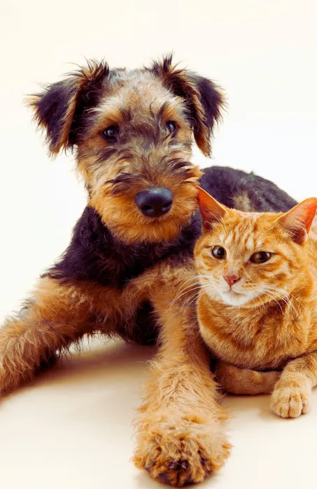 Healthier Pet Veterinary Care 12