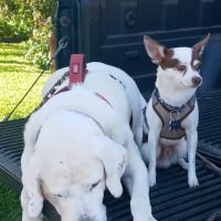Healthier Pet Veterinary Care ico