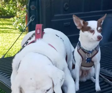 Healthier Pet Veterinary Care