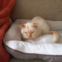 Vetco Total Care Animal Hospital ico