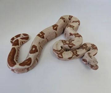 Ohio Reptile Company