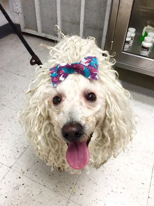 South Coast Pet Hospital 10