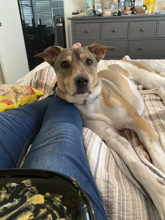 South Coast Pet Hospital 3