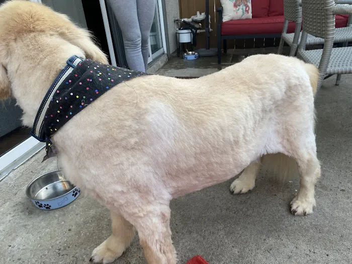 South Coast Pet Hospital 1