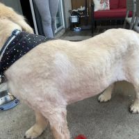 South Coast Pet Hospital ico