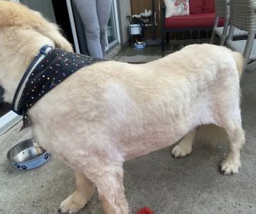 South Coast Pet Hospital