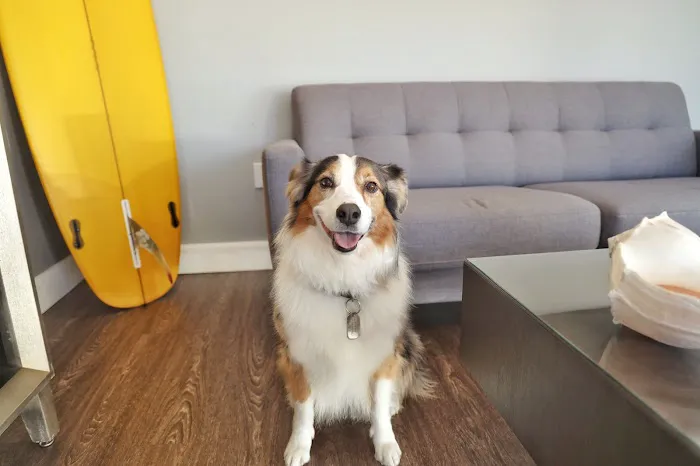 South Coast Pet Hospital 6