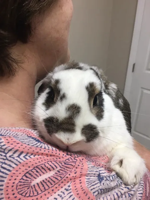 South Coast Pet Hospital 5