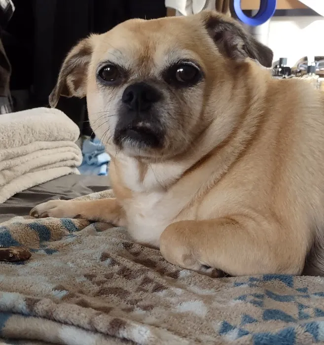South Coast Pet Hospital 8