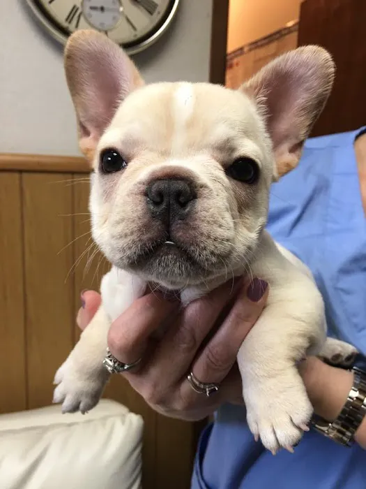 South Coast Pet Hospital 7