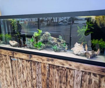 Rising tide aquatics plus